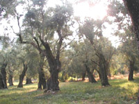 Coltivazioni Tipiche